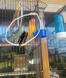 Pappagalli inseparabili