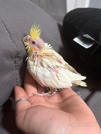 Pullo di calopsite lutina