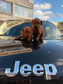 Barboncini Red Brown Mini Toy