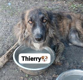 Tierry in adozione si trova in canile