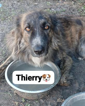 Tierry in adozione si trova in canile