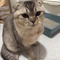 Gattino 10 mesi