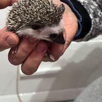 Riccio africano baby dí tre mesi maschio