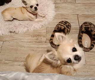 Chihuahua