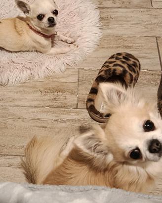 Chihuahua