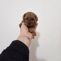 Barboncino LINEA TOY MINI top Quality