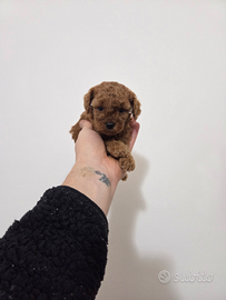 Barboncino LINEA TOY MINI top Quality