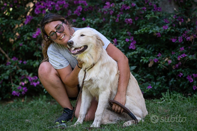 Cucciolone in adozione