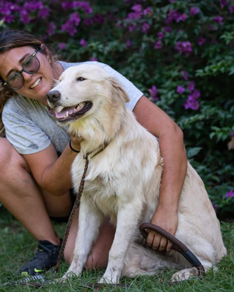 Cucciolone in adozione