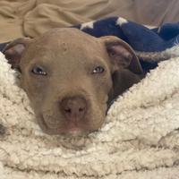 Pitbull Terrier prezzo 250