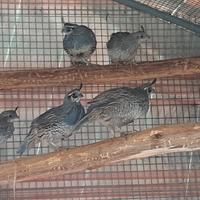 Colini California e Virginia