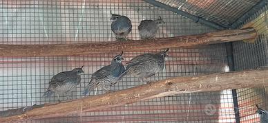 Colini California e Virginia