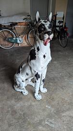 Cane alano in ceramica 