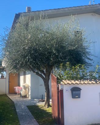 Villetta nel verde parco  del  Circeo