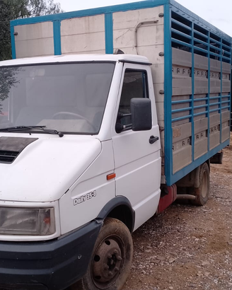 Iveco Daily 35/10 trasporto bestiame animali vivi