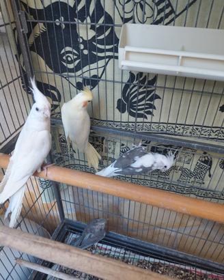 2 coppie e una femminuccia piccola