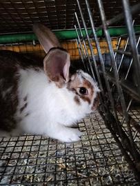 Conigli per riproduzione