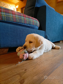 Labrador cuccioli