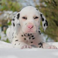 Dalmata cucciolo disponibile