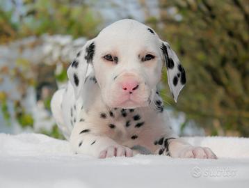 Dalmata cucciolo disponibile
