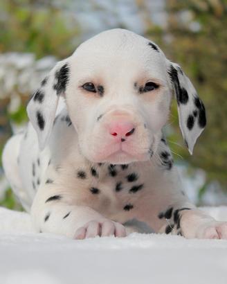 Dalmata cucciolo disponibile