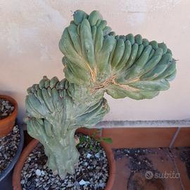 PIANTA MYRTILLOCACTUS GEOMETRIZANS