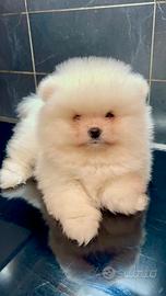 Pomerania Spitz Toy nano