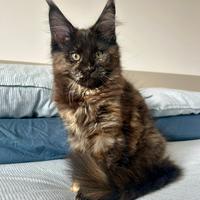 Cucciola Maine Coon