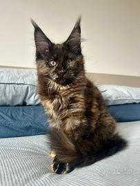 Cucciola Maine Coon