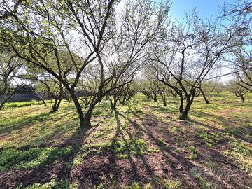 Terreno Agricolo - Ronciglione