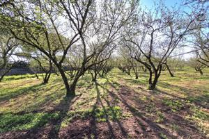 Terreno Agricolo - Ronciglione