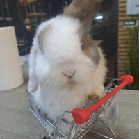 Coniglio ariete nano