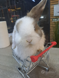 Coniglio ariete nano