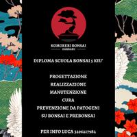 progettazione e manutenzione bonsai e prebonsai