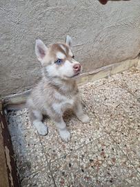 Cuccioli di Siberian Husky