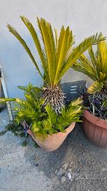 CICAS in vaso (Cycas revoluta)