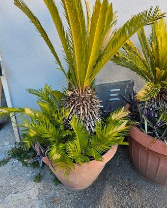 CICAS in vaso (Cycas revoluta)