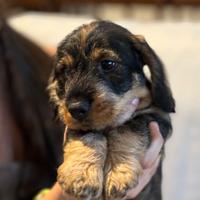 Bassotti a pelo duro standard - cuccioli