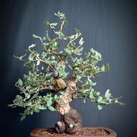 Quercia da Sughero (Quercus suber)