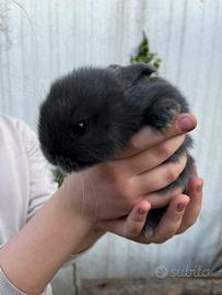 Coniglietti Ariete nani