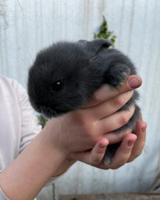 Coniglietti Ariete nani