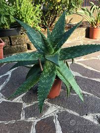 Aloe vera