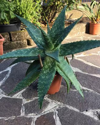 Aloe vera