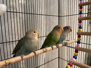 Pappagalli Inseparabili Roseicollis