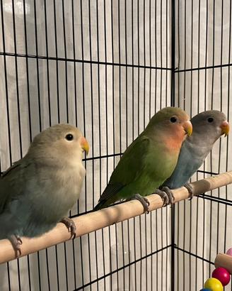 Pappagalli Inseparabili Roseicollis