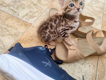 Gatto bengala