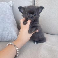 Chihuahua cucciola blu pelo lungo piccolina