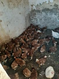 Galline ovaiole
