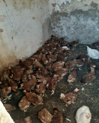 Galline ovaiole