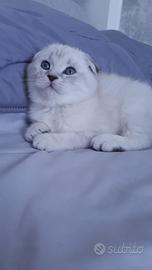 Scottish Fold